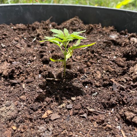 Piloukeush  growlog timeline photo