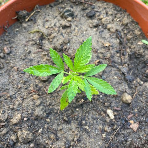 Salignakeush growlog timeline photo