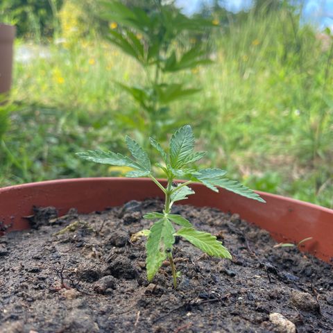 Salignakeush growlog timeline photo