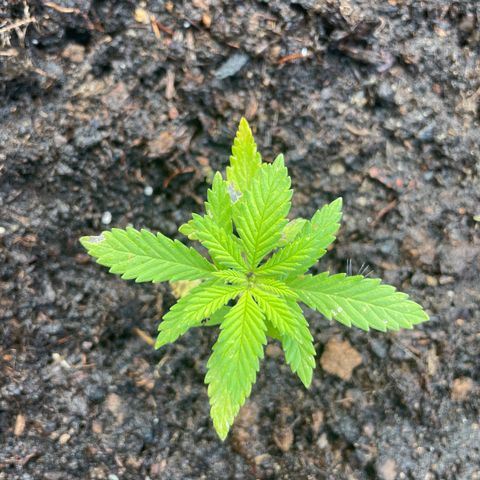 Piloukeush  growlog timeline photo