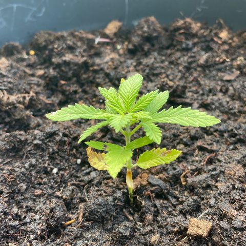 Piloukeush  growlog timeline photo