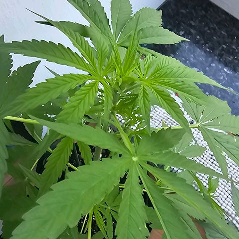 White Widow Auto 1 growlog timeline photo