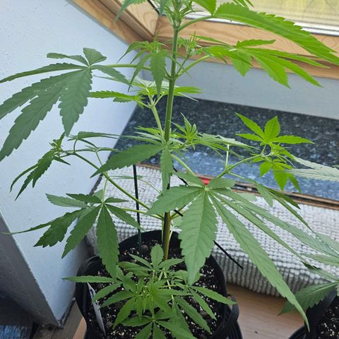 White Widow Auto 1 growlog timeline photo