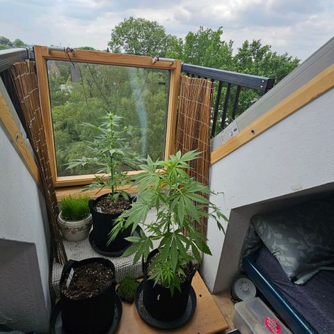 Northern lights Automatik 2 growlog timeline photo