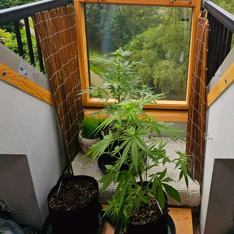 Northern lights Automatik 2 growlog timeline photo