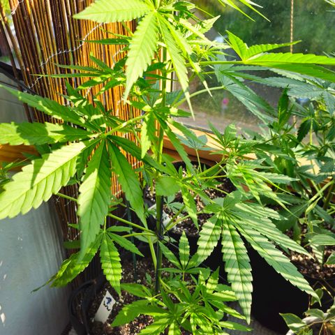 Northern lights Automatik 2 growlog timeline photo