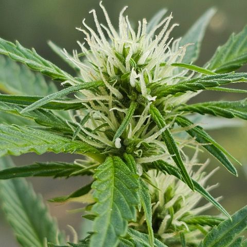Northern lights Automatik 2 growlog timeline photo