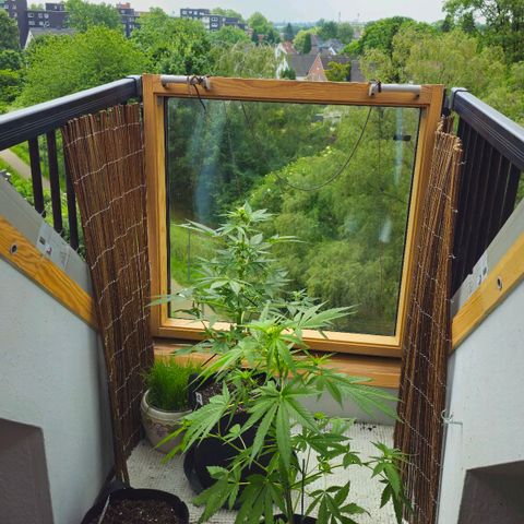 Northern lights Automatik 2 growlog timeline photo