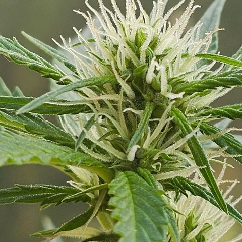 Northern lights Automatik 2 growlog timeline photo