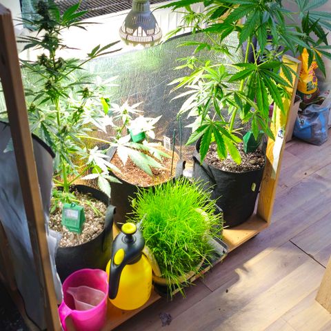Northern lights Automatik 2 growlog timeline photo