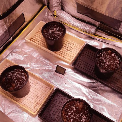 BC Big Bud growlog photo: Transfer to soil complete 1/2 inch tap roots 