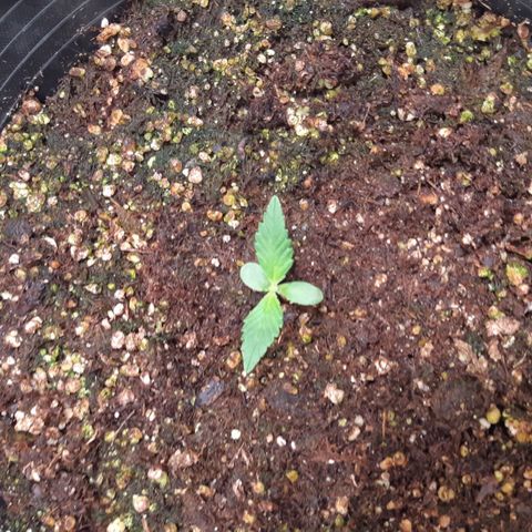 BC Big Bud growlog timeline photo