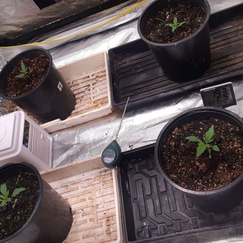 BC Big Bud growlog timeline photo