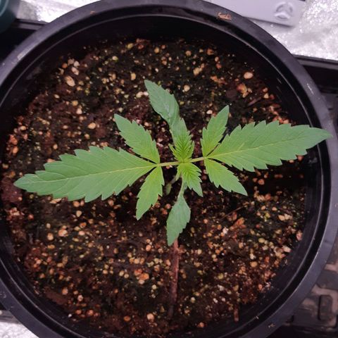 BC Big Bud growlog timeline photo