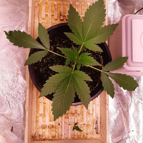 BC Big Bud growlog photo: Growing - Plant three had accident recovering nicely