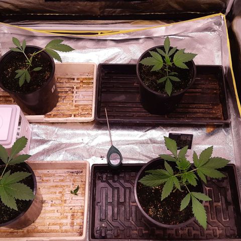 BC Big Bud growlog photo: Growing - Plant three had accident recovering nicely