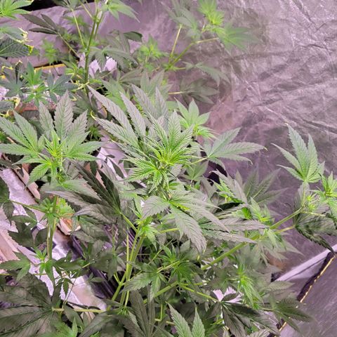 BC Big Bud growlog photo: Looking decent end week 2 about 3.5 feet tall
