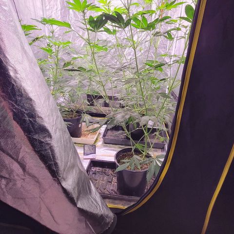 BC Big Bud growlog timeline photo