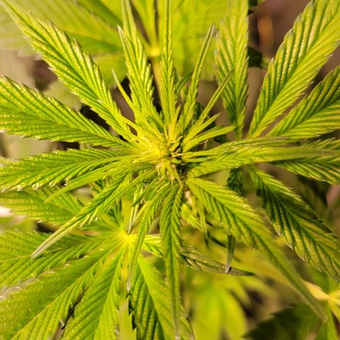 BC Big Bud growlog timeline photo