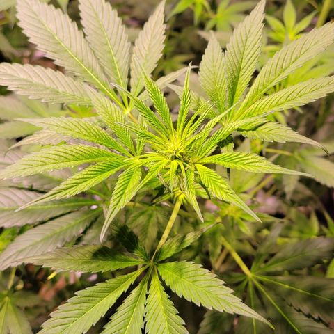 BC Big Bud growlog timeline photo