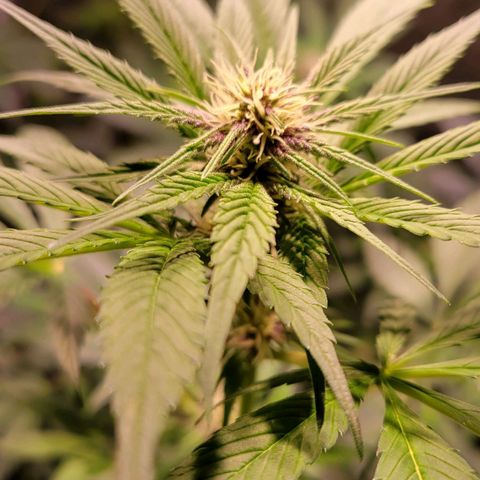 BC Big Bud growlog timeline photo