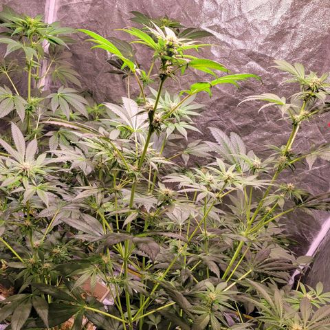 BC Big Bud growlog timeline photo