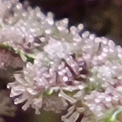 BC Big Bud growlog timeline photo