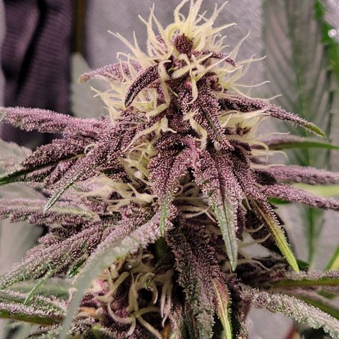 BC Big Bud growlog timeline photo