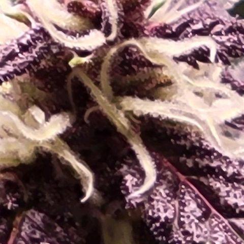 BC Big Bud growlog timeline photo