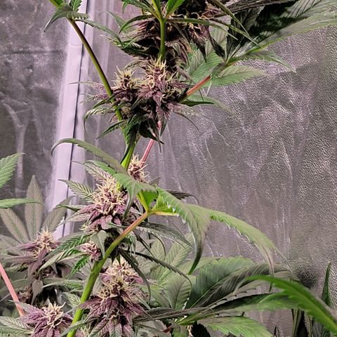 BC Big Bud growlog timeline photo