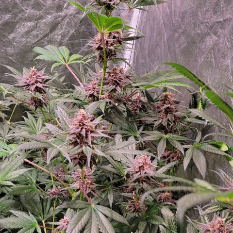 BC Big Bud growlog timeline photo