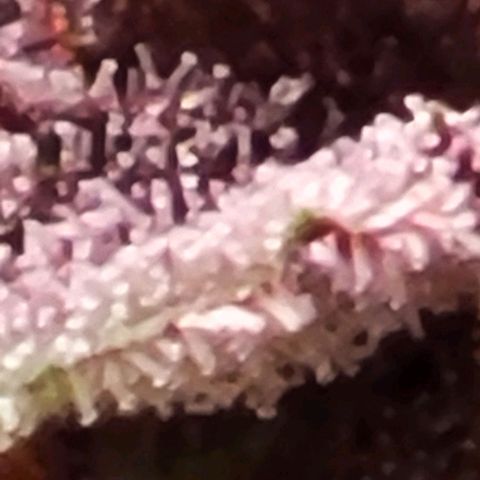 BC Big Bud growlog timeline photo