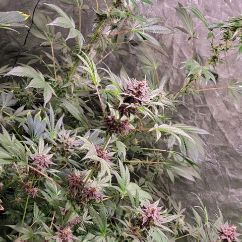 BC Big Bud growlog timeline photo