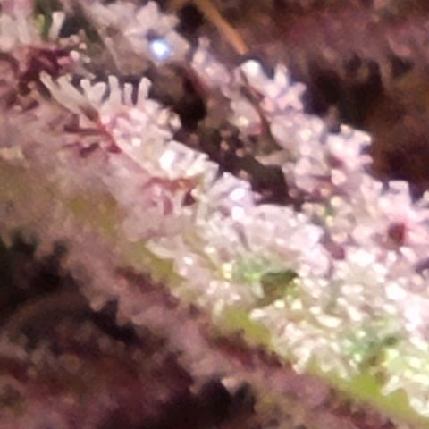 BC Big Bud growlog timeline photo