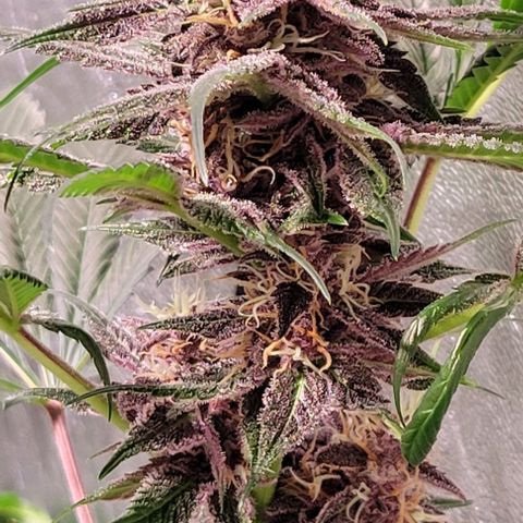 BC Big Bud growlog timeline photo