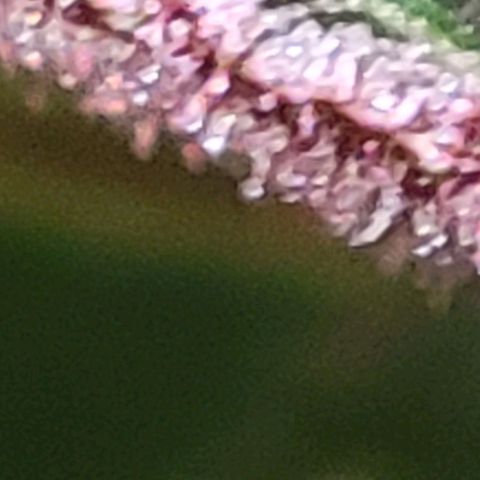 BC Big Bud growlog timeline photo
