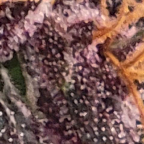 BC Big Bud growlog timeline photo