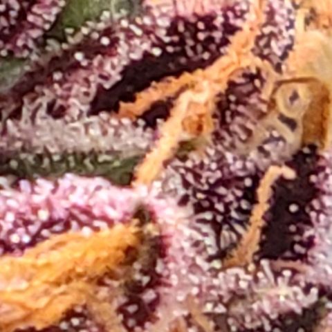 BC Big Bud growlog timeline photo