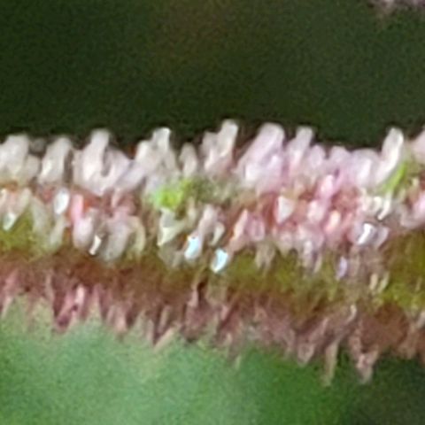 BC Big Bud growlog timeline photo