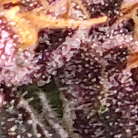 BC Big Bud growlog timeline photo