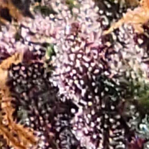 BC Big Bud growlog timeline photo