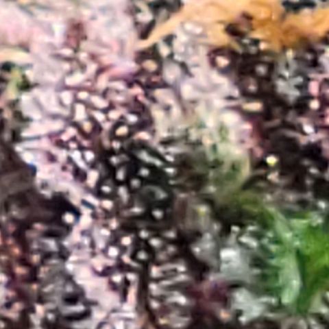 BC Big Bud growlog timeline photo