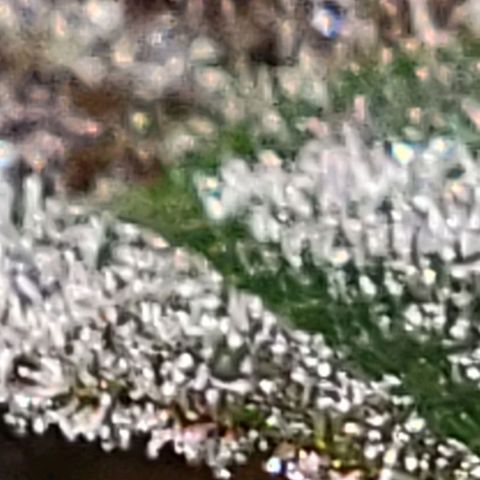 BC Big Bud growlog timeline photo