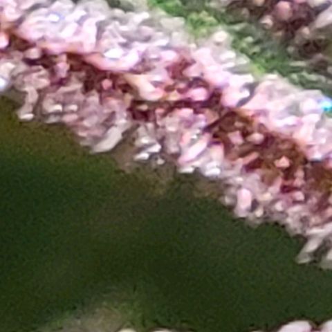 BC Big Bud growlog timeline photo