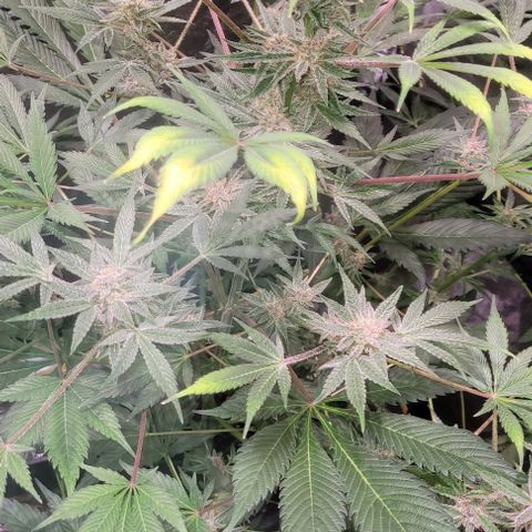 BC Big Bud growlog timeline photo