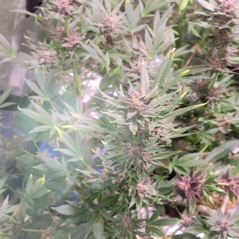 BC Big Bud growlog timeline photo