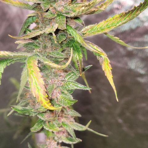 BC Big Bud growlog timeline photo