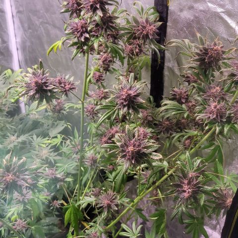 BC Big Bud growlog timeline photo