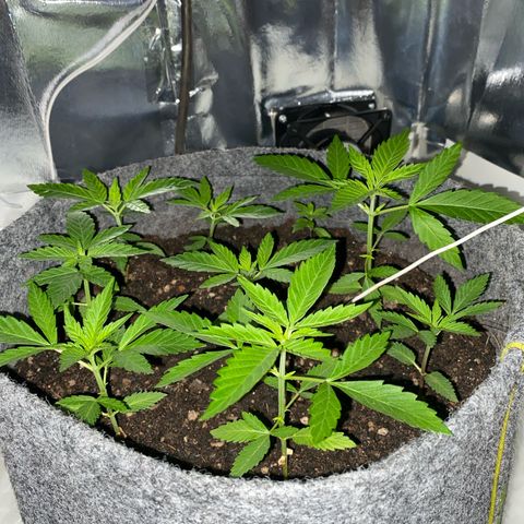 Purple Haze Auto growlog photo: Mudança de ambiente 