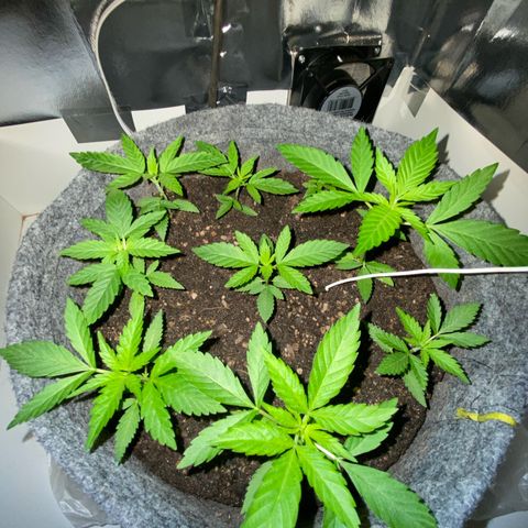 Purple Haze Auto growlog photo: Mudança de ambiente 
